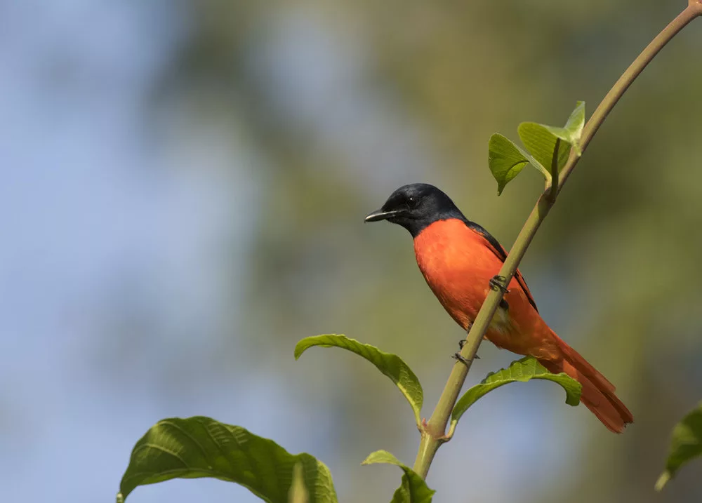 Birdwatching Tour Near Kolkata