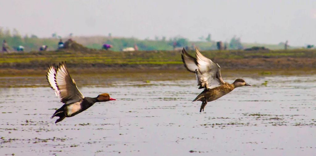 Birdwatching Tour Near Kolkata