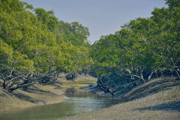 About Sundarbans National Park