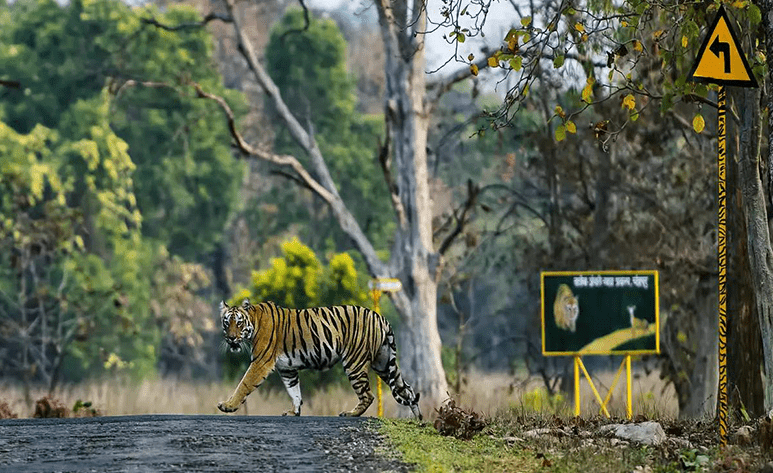Indian Tiger Tours 14 Days