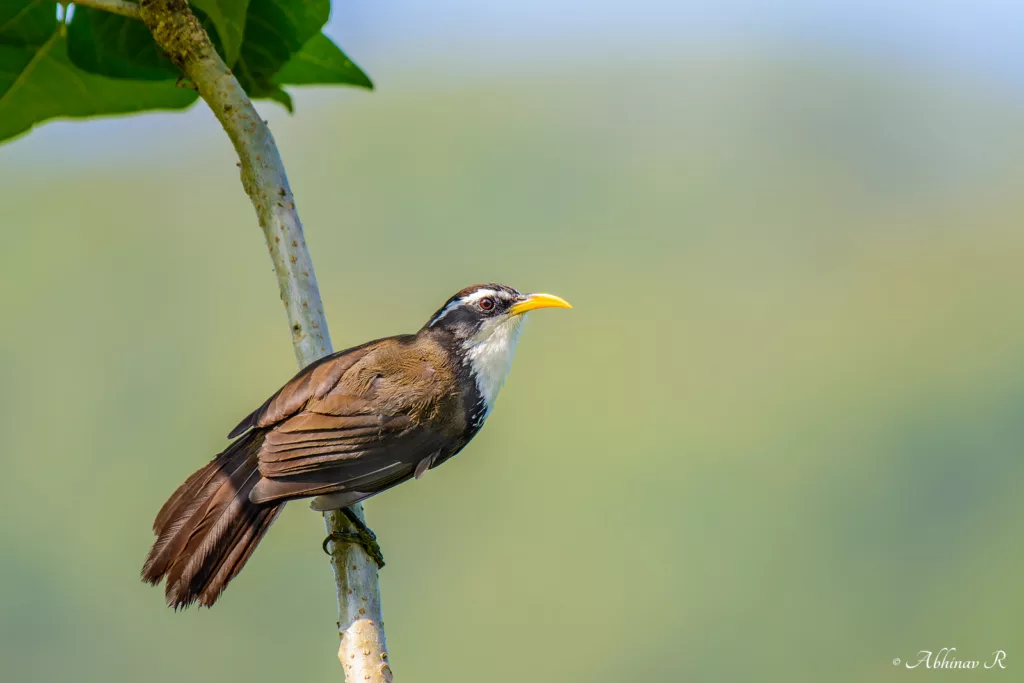 Birds in Sunderban National Park