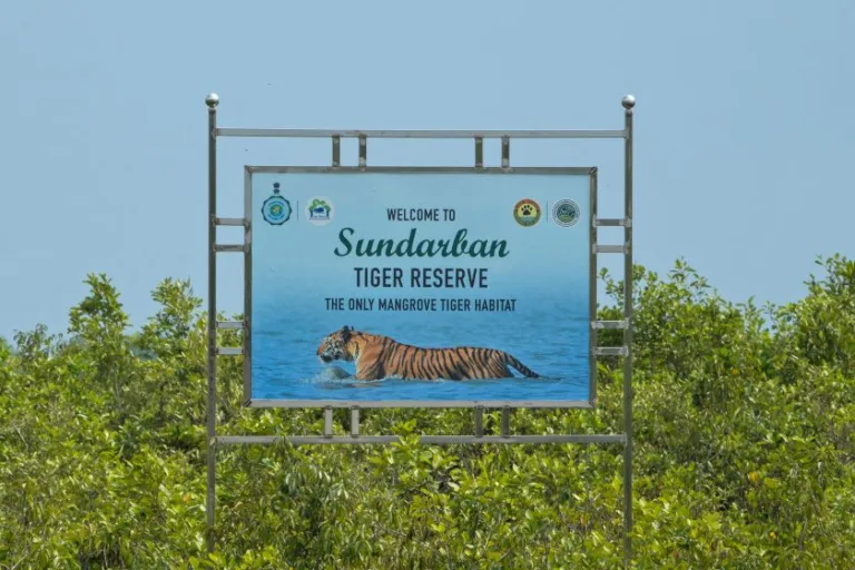 Sundarban Birding Photography Tours