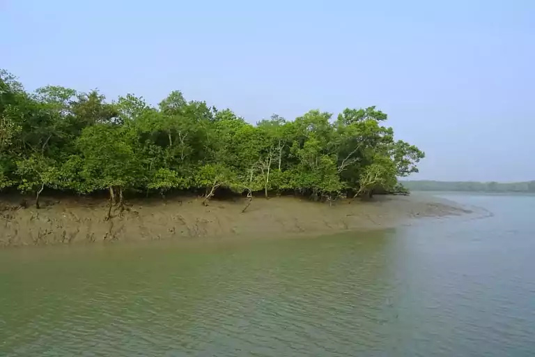 Need To Know About The Sundarbans National Park