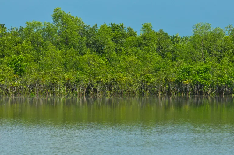 FAQ Sundarbans National Park Know Everything- Sundarban Tour from Kolkata