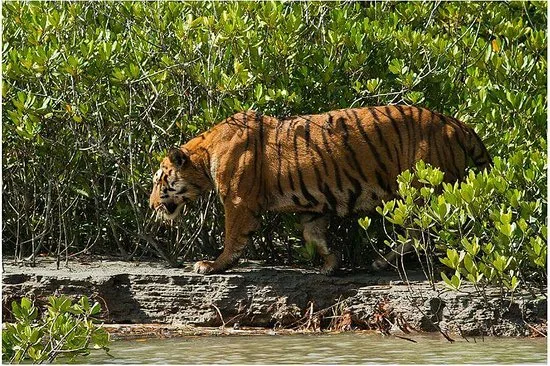 A Bengal Tiger on our Sundarbans National Park Tour