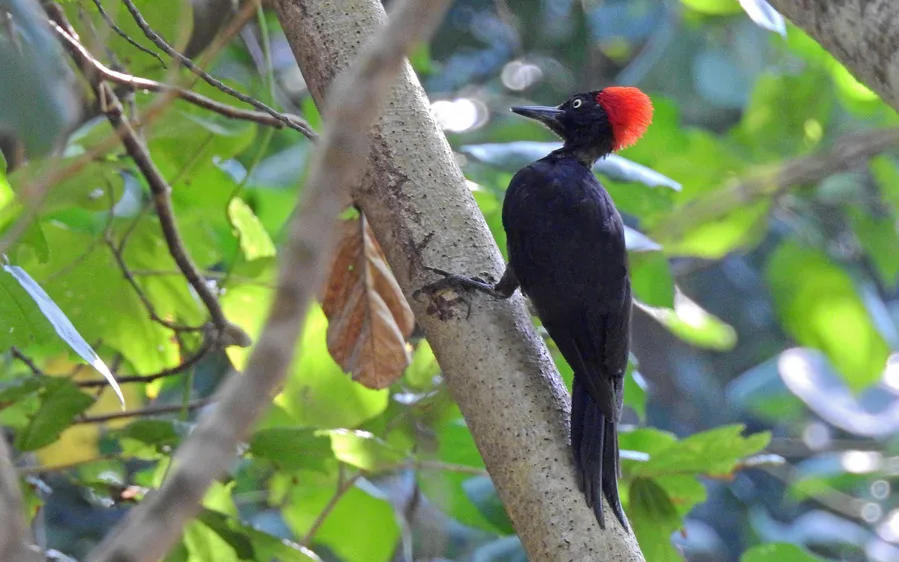 Andaman Birding Tour