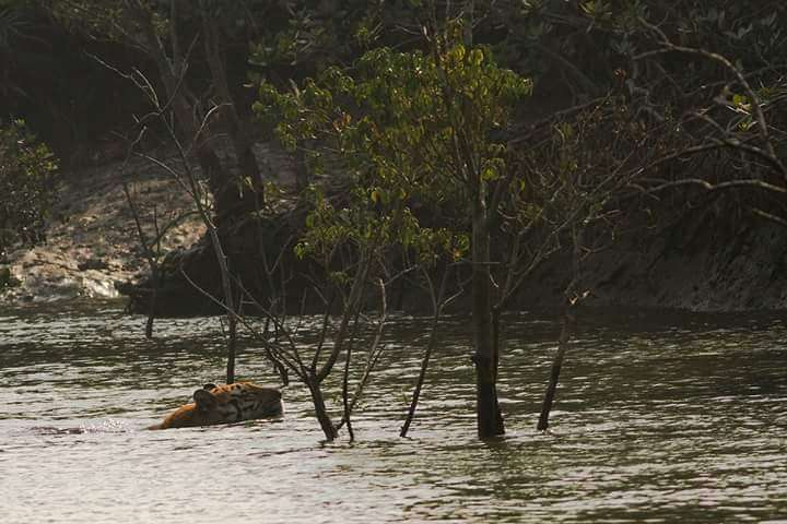 Sundarban Wildlife Expedition