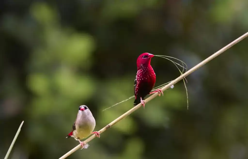 Wildlife & Birds Near Nayachar 