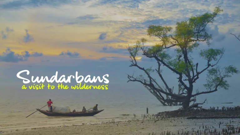 Visit Sundarbans Tiger Reserve in India
