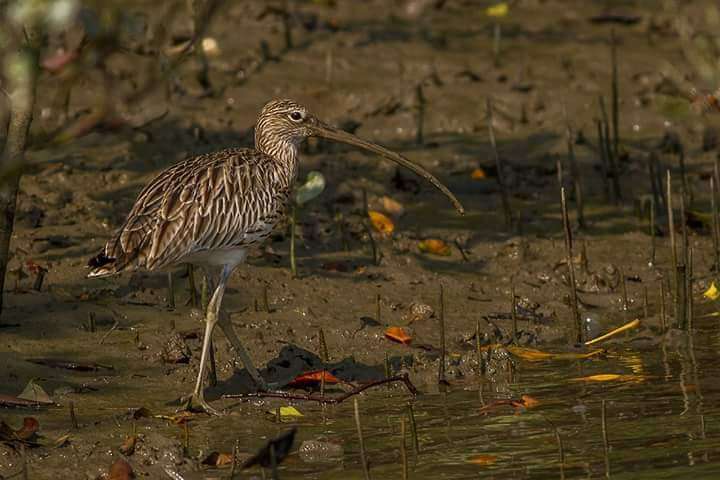 Sundarban Birdwatching Tour
