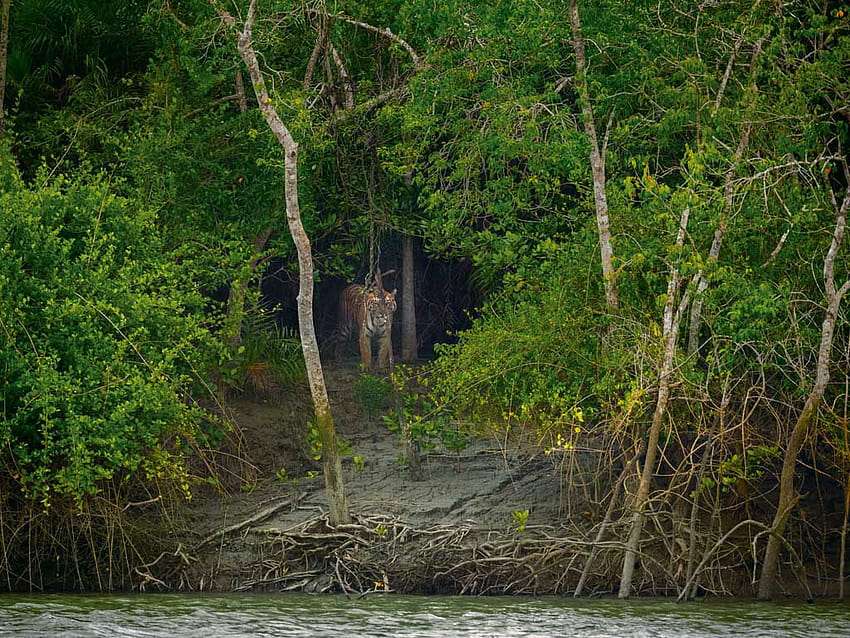 Visit Sundarbans 