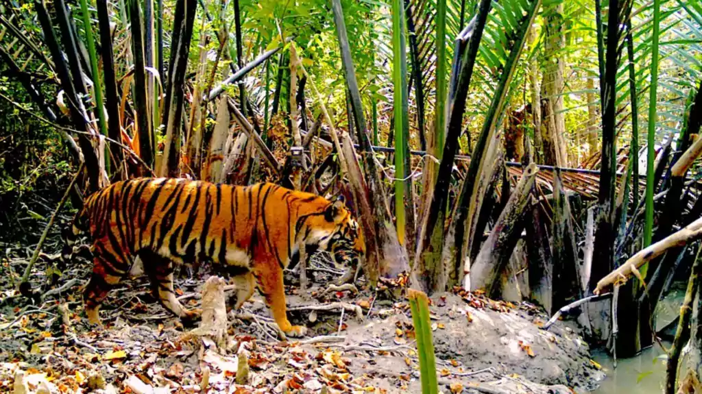 Sundarban Tiger Tours - Sunderbans National Park