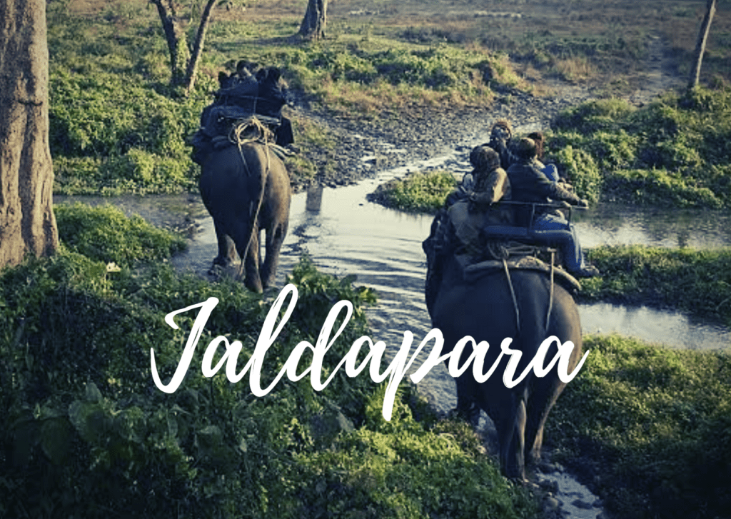 jaldapara Car Safari and Elephant Ride Booking