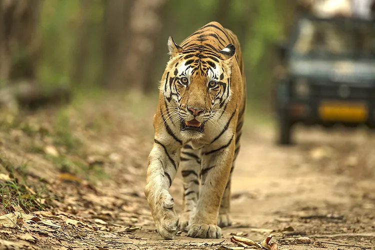 Luxury tiger safari India Luxury tiger safari India