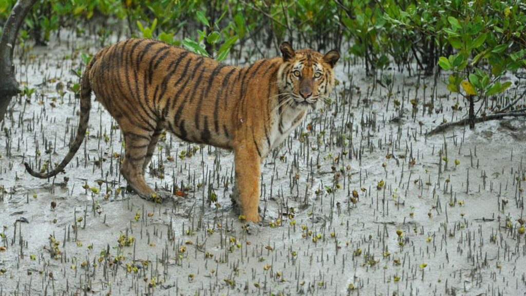 Best Sundarban Tour Package From Kolkata Best Sundarban Tour Package From Kolkata
