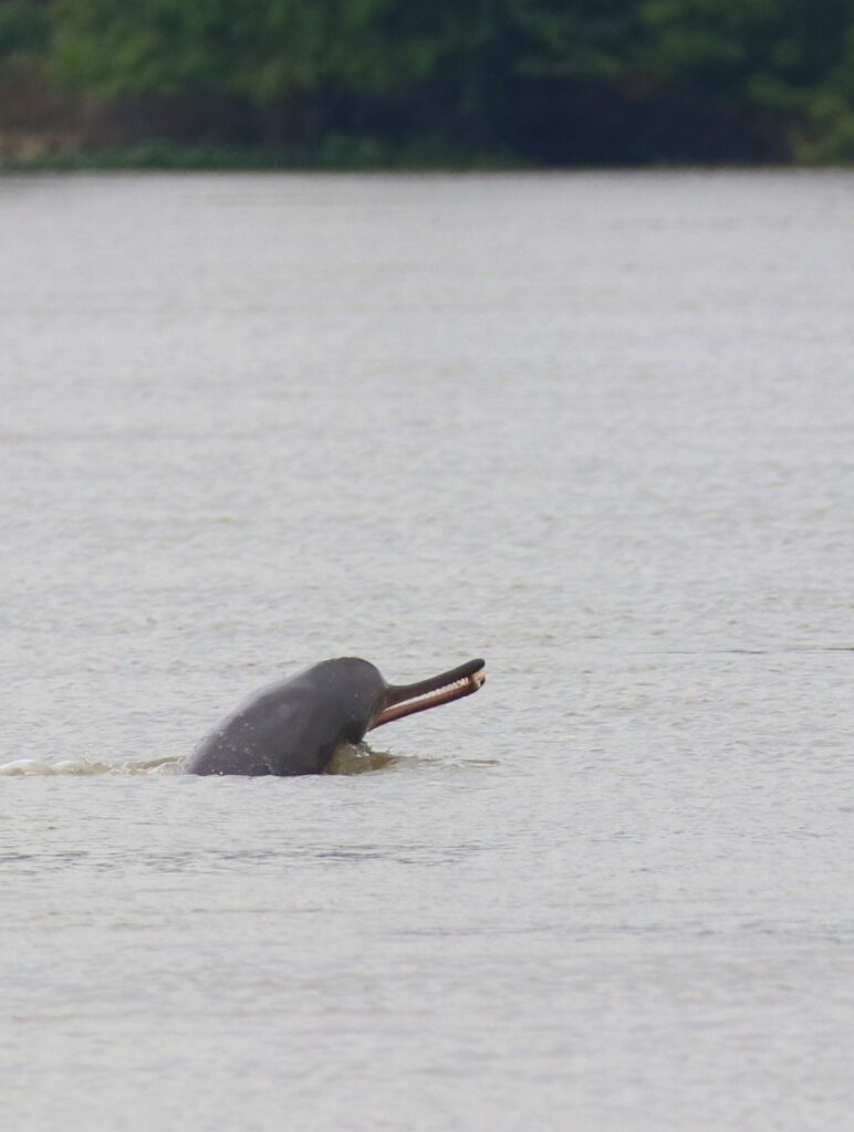 Gangetic Dolphin Safari In India