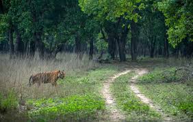 Bandhavgarh National Park Tour Bandhavgarh National Park Tour