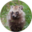 Hibiki Nishitani profile picture