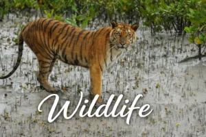 Tiger standing in lush mangrove forest, showcasing wildlife and nature conservation efforts.