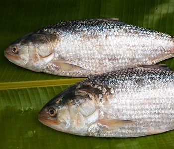 Best Hilsa Festivals in West Bengal