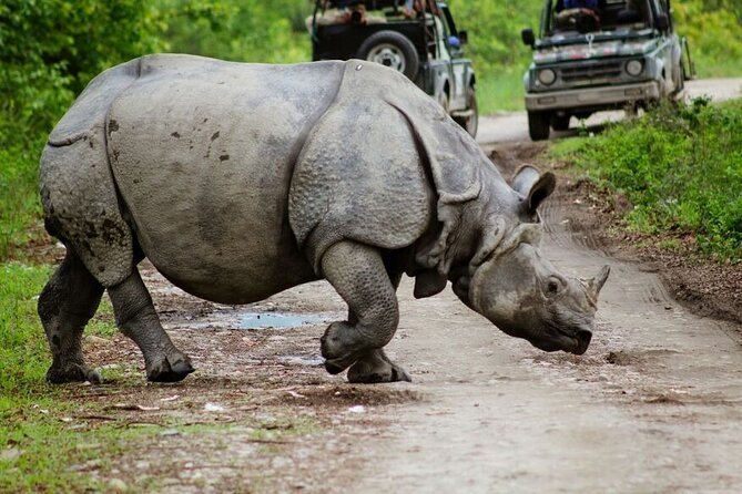 Kaziranga Photography Tour India