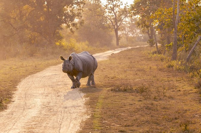 Birding In Kaziranga