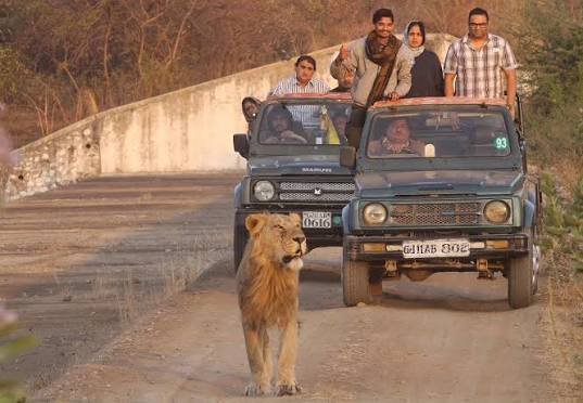Gir National Park Safari Booking Online